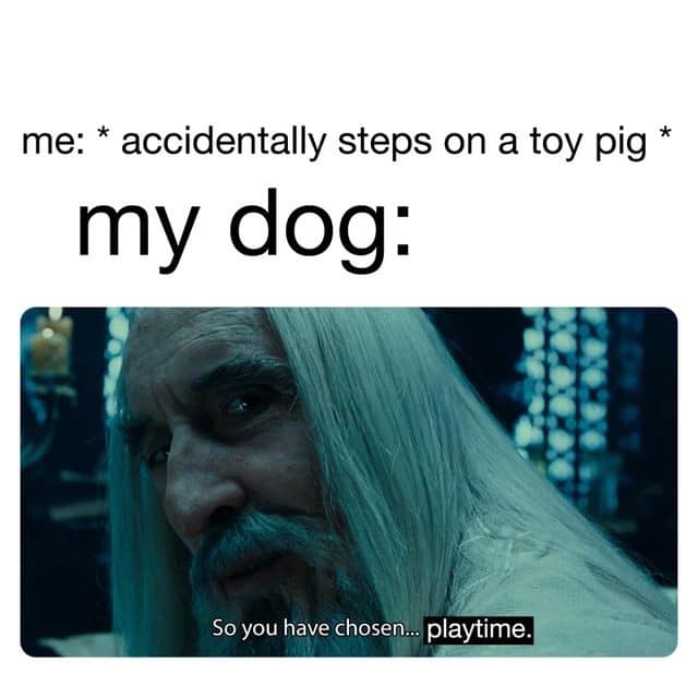 Squeaky toy pig